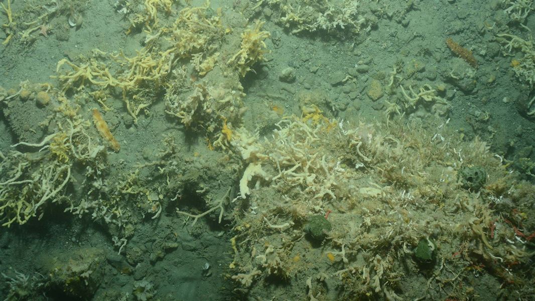 Underwater photo of yellow and white sponges on a muddy sea floor.