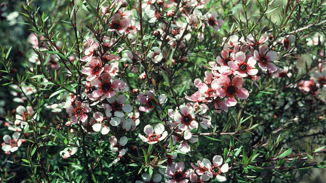 Pink mānuka