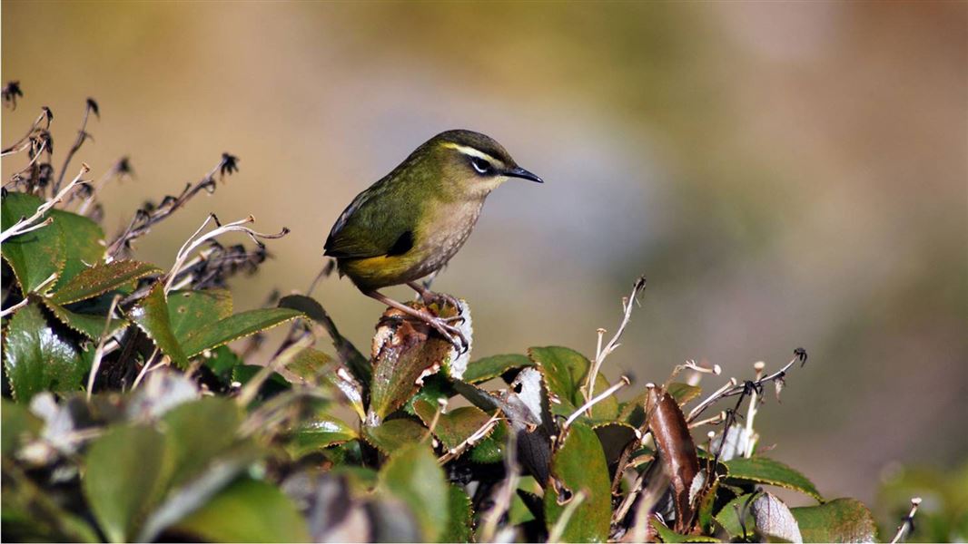 Rock wren.