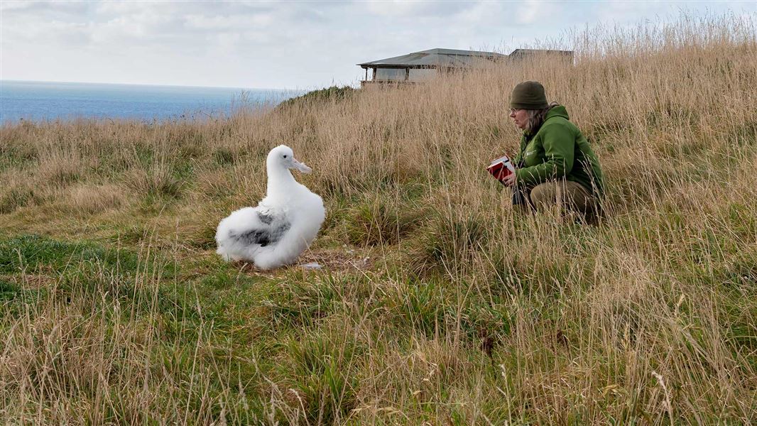 Ranger Sharyn with albatross chick.