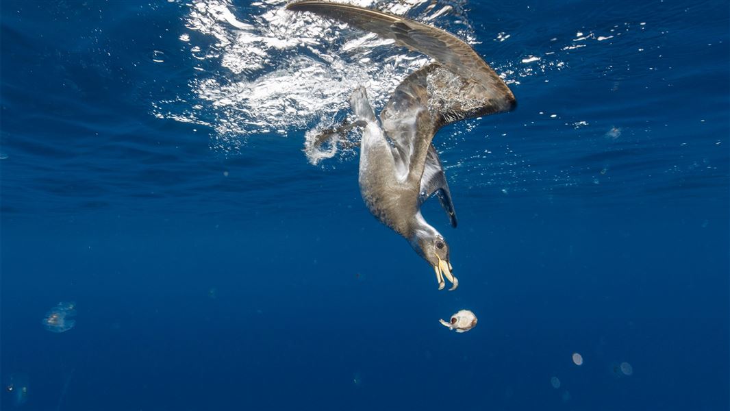 Black petrel