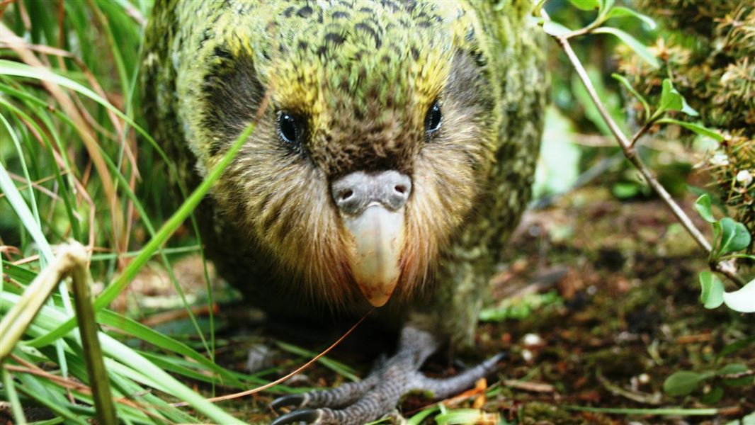 A green and yellow flecked parrot peers at a camera positioned low to the ground.