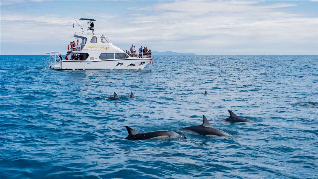 People watching dolphins from a boat at a safe distance.