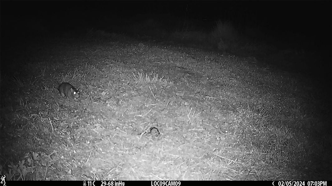 A rat seen on camera on Motutapu