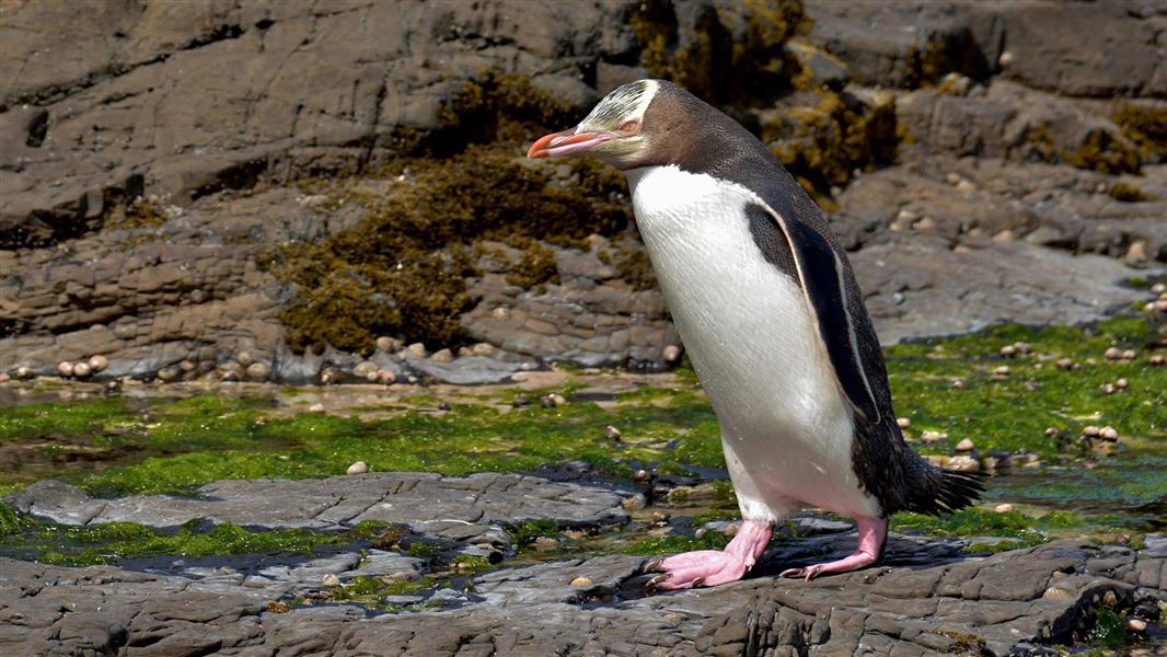 Yellow Eyed Penguin, Curio Bay. 