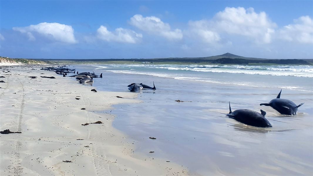 A large number of whales scattered across the beach.