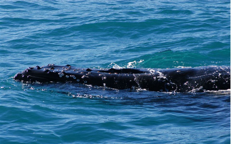 Humpback head.