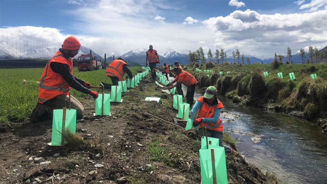 Volunteers in orange high-vis planting stream-side plants with plastic protectors in the upper catchment.