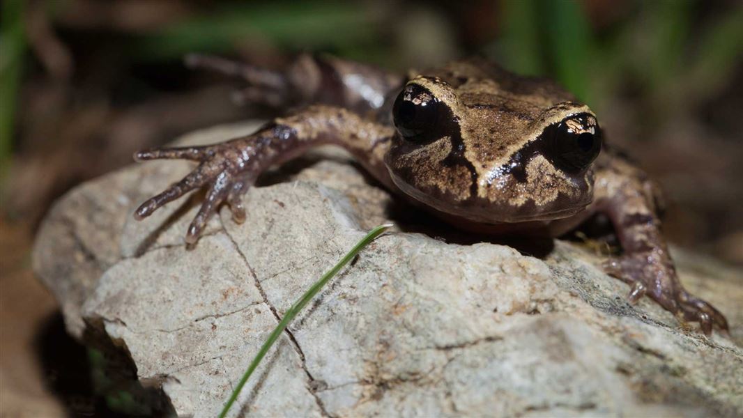 Maud Island frog. 