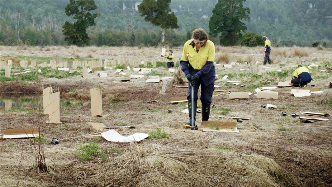 Woman planting trees at Bullock Creek. 