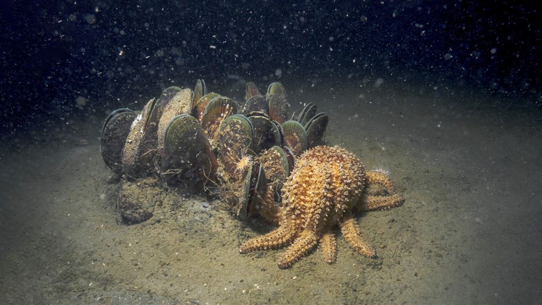 Underwater photo of a group of mussels on a muddy bottom.