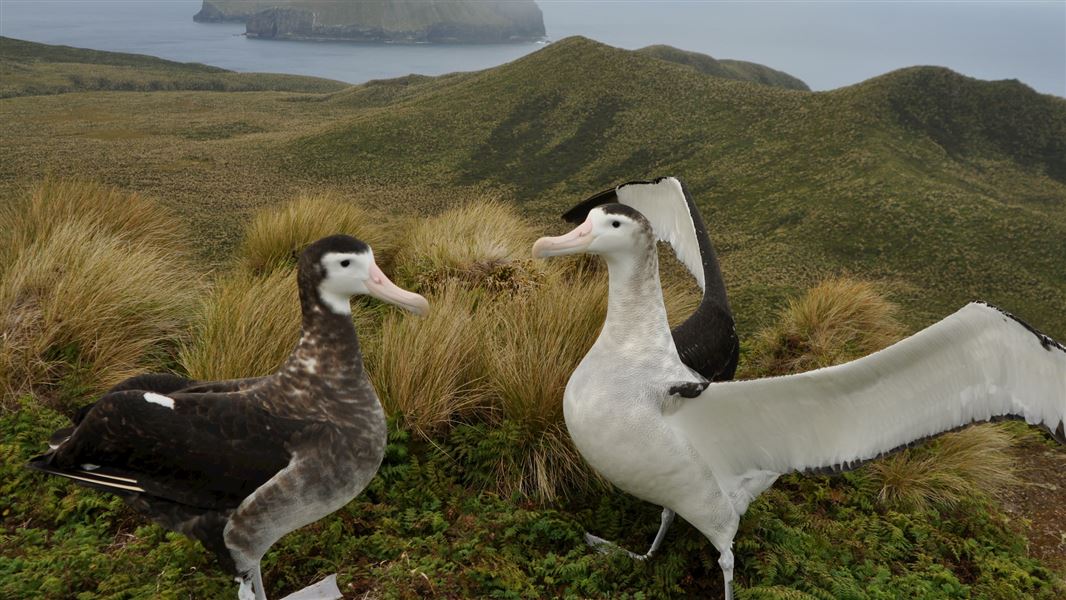 wandering albatross bird new zealand