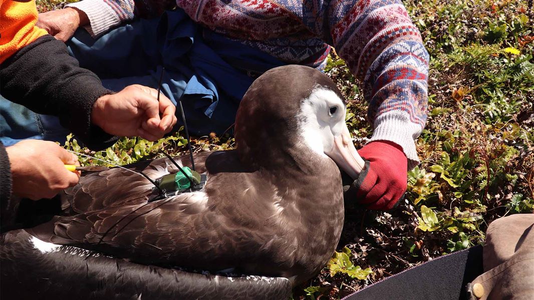 A large grey bird is held still by multiple people as a small plastic box with aerials is attached to the birds back.