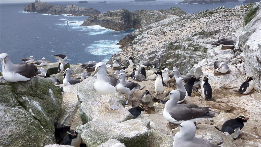 A colony of Salvin's Albatross and erect-crested bounty island penguins.