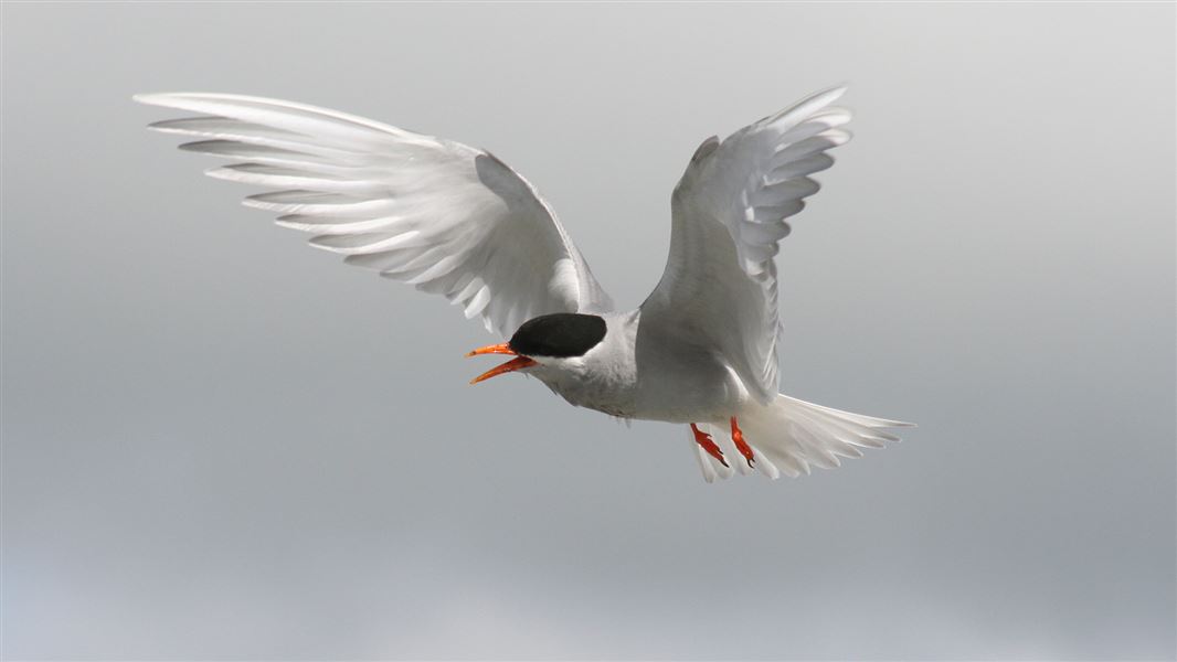 Black fronted tern in flight.