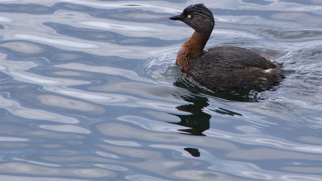 Dabchick/weweia: Wetland bird