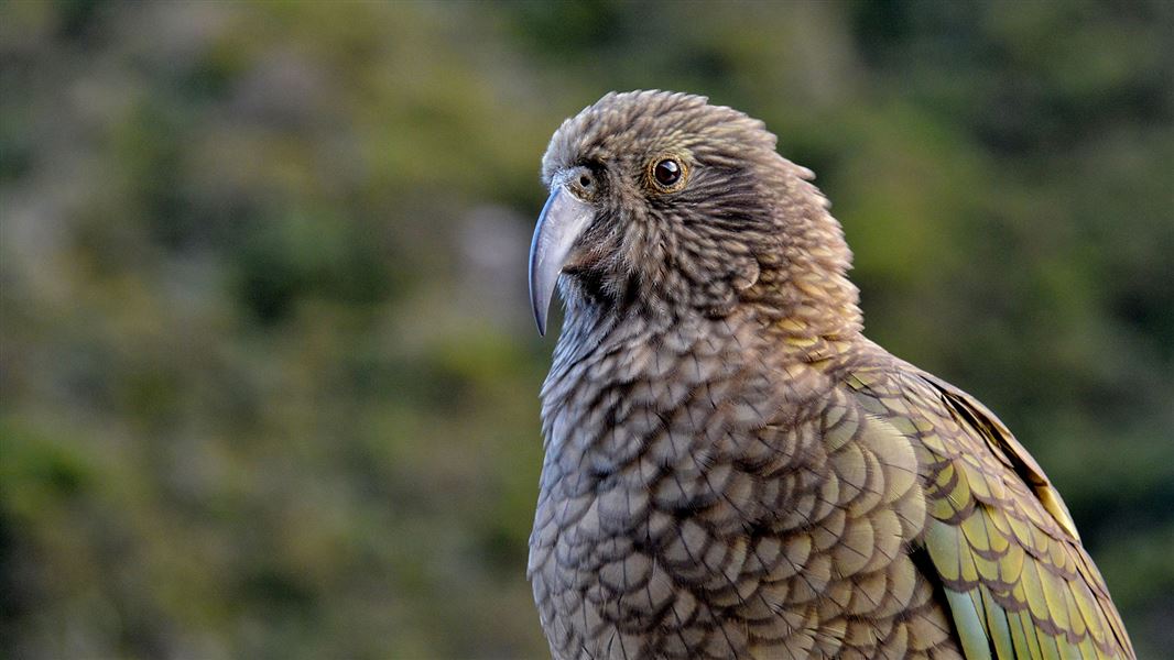 Close photo of kea.