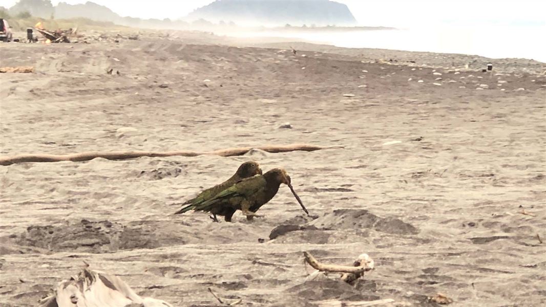 Two kea walking together on beach.