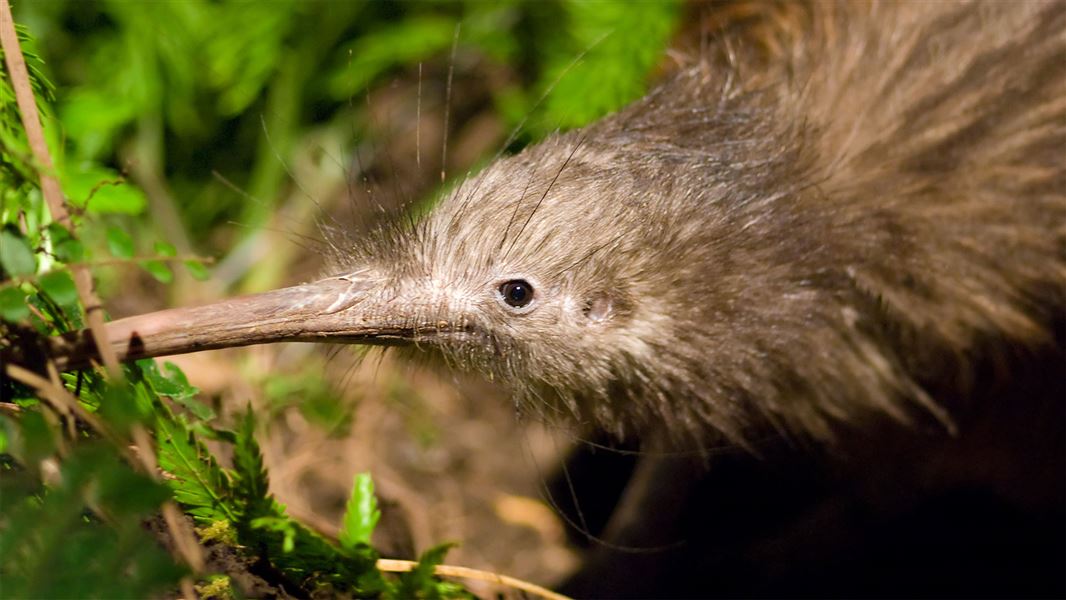 kiwi bird predator prey relationships