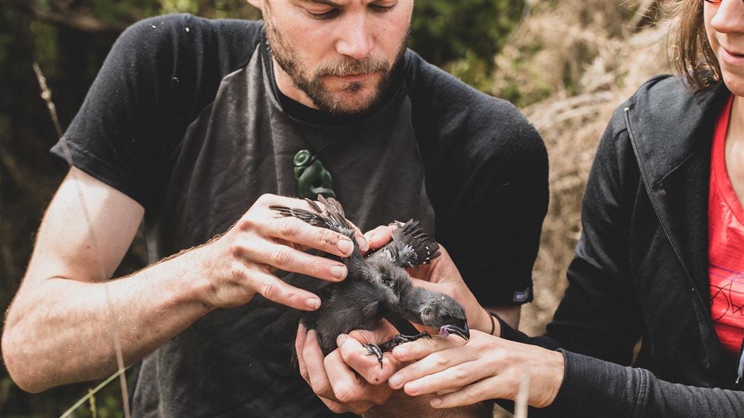 Two people hold a small dark baby bird.