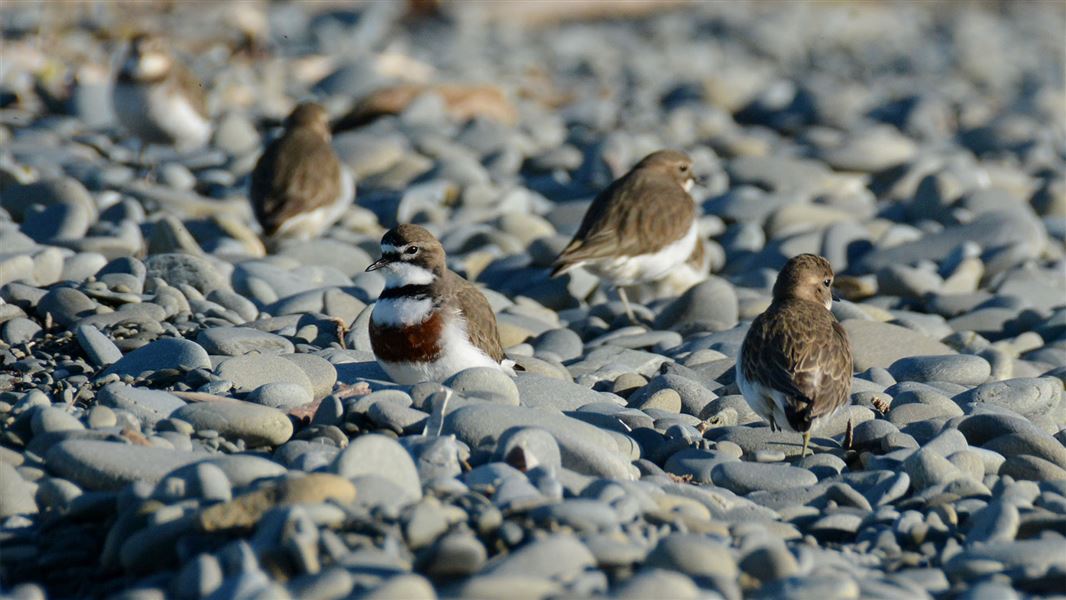 A group of banded dotterel.