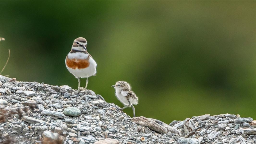 A small grey bird with a brown breast stripe and a chick stand on a pile of gravel stone.