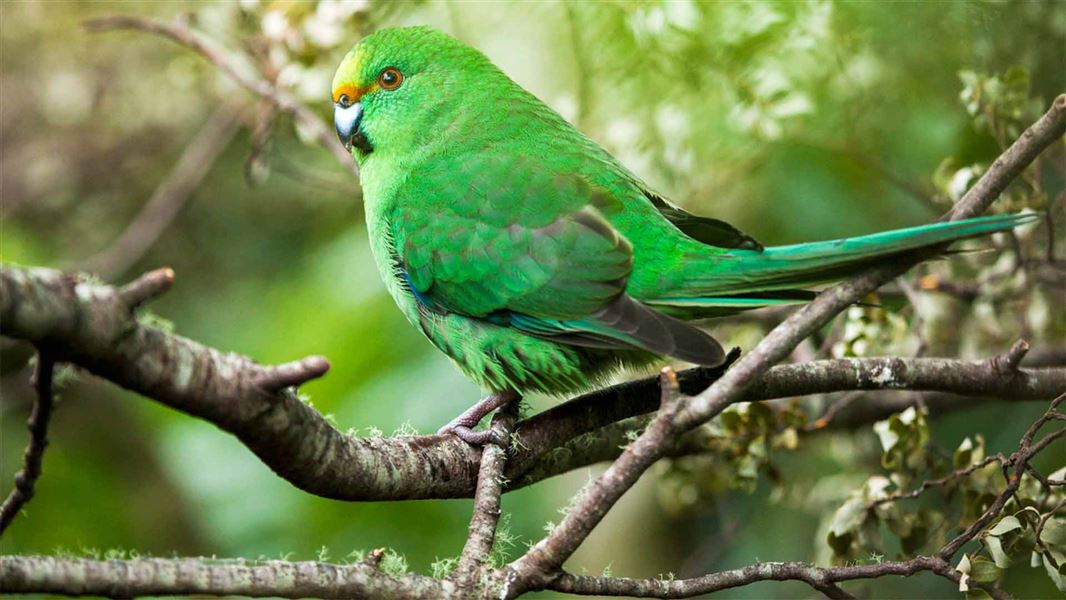 A largerly green bird with an orange colouring above the beak stands on a branch