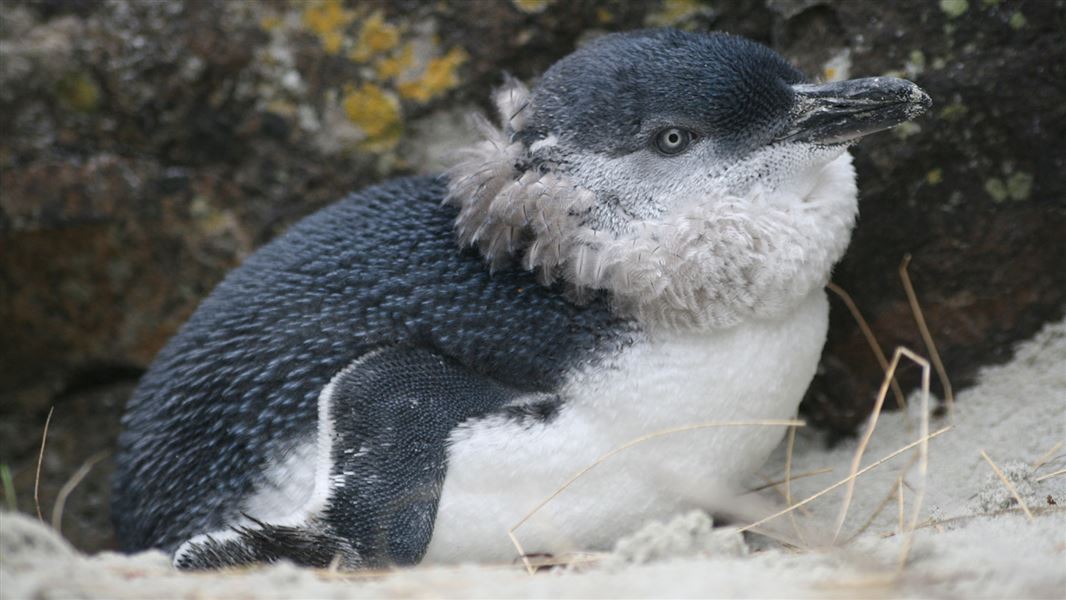 Little Blue Penguin. 