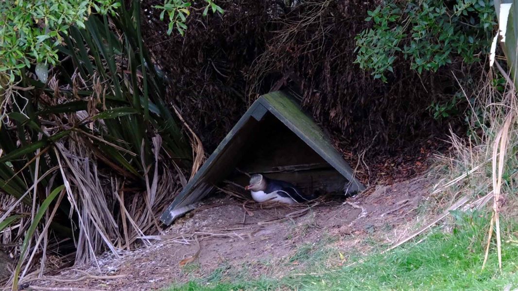 A penguin with yellow markings around its eye sits under a small A frame shelter