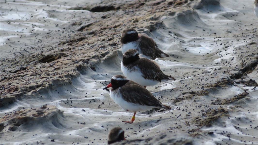 Three small white and black birds on the sand.