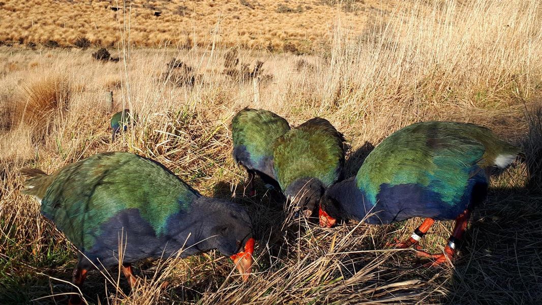 A family of takahē.