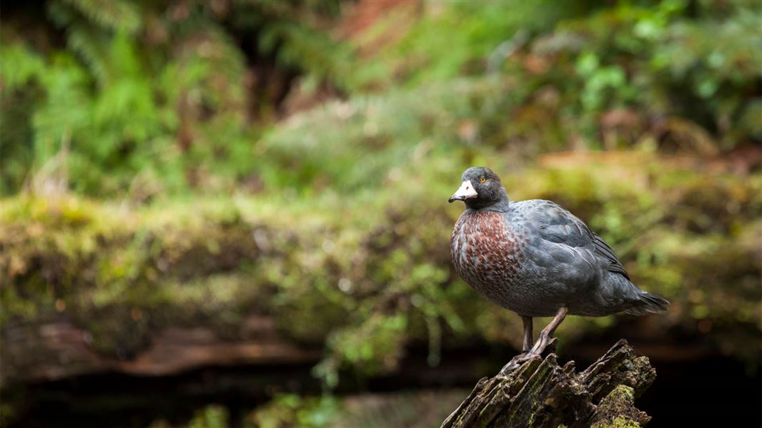 A whio perched on a vertical log in a stream.