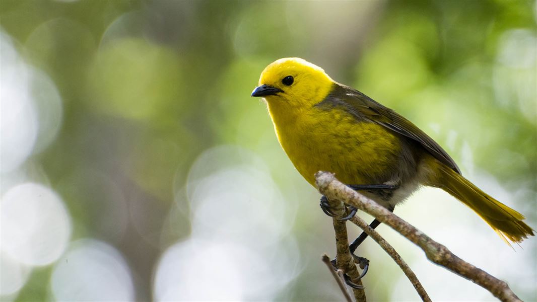 A small bird with dark brown wings and yellow body and head perches on a small branch.