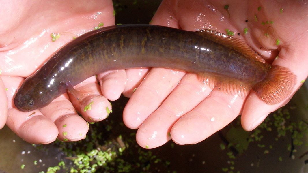 You Can Help New Zealand Freshwater Fish