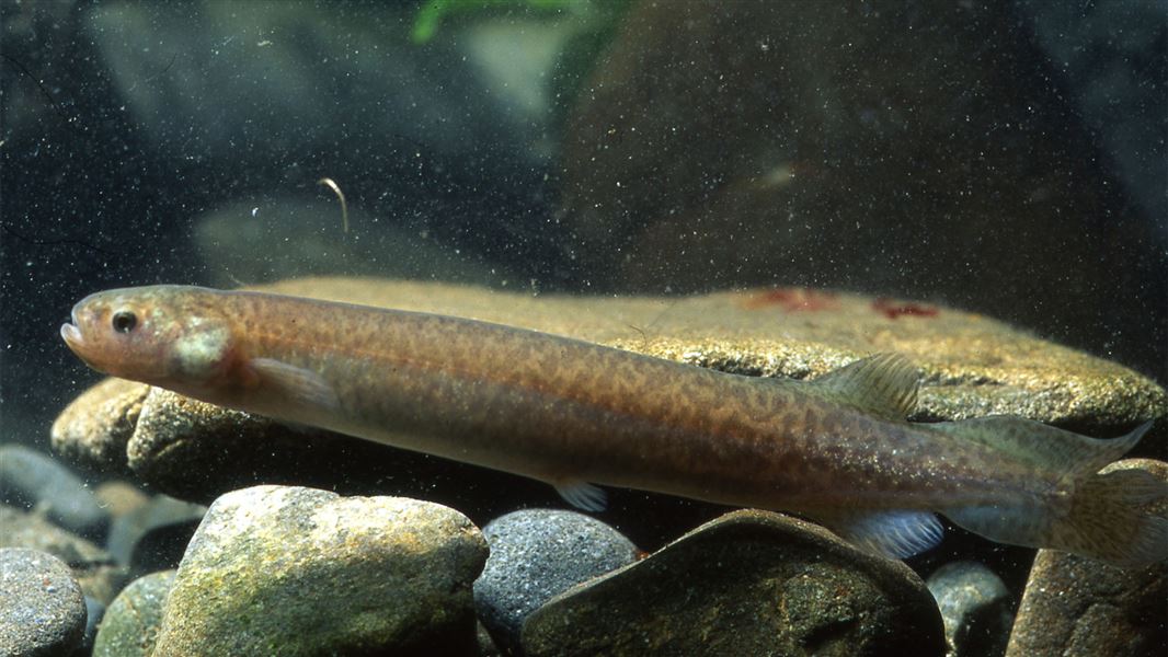 A close up photo of a cigar-shaped, brown and pale blue fish.