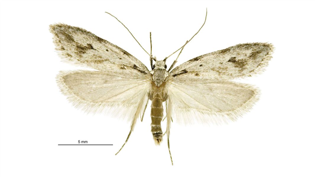 A light brown moth on a white background. A line showing 5 mm in length is next to the moth. The moth is at most 17 mm wide.