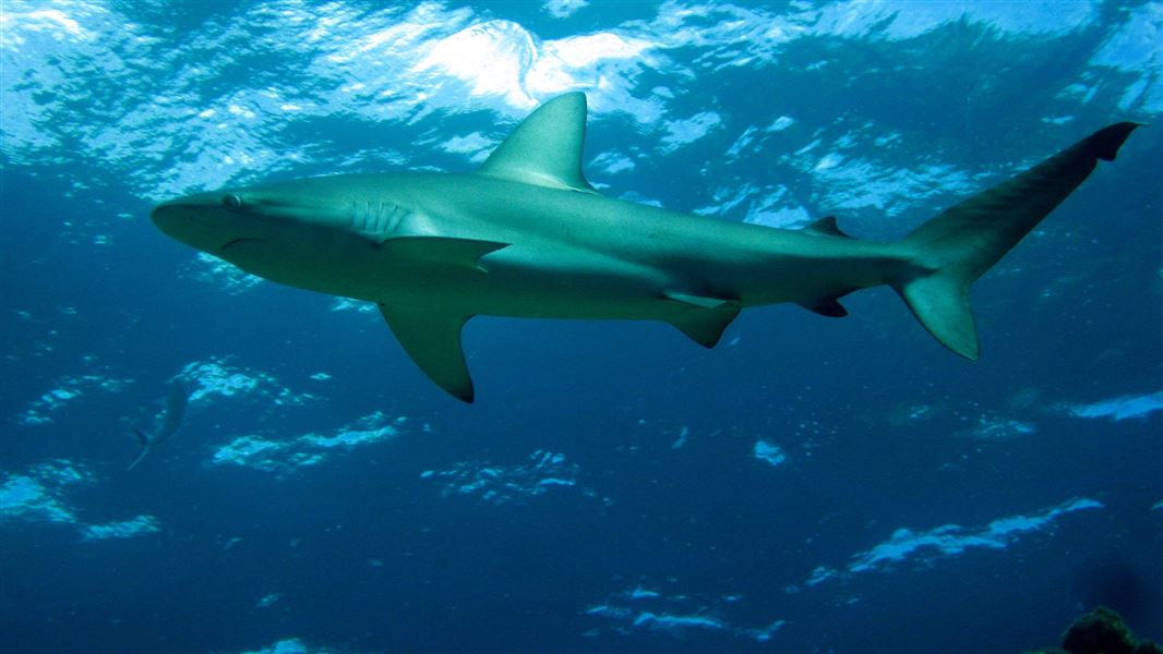 Looking up at a shark cruising past a reef.