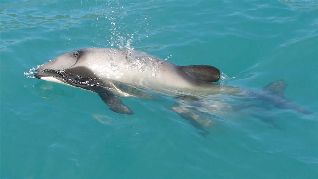 Dead Hector's dolphin calf found on West Coast | Mirage News