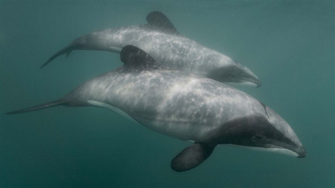 Teo Hector's dolphin swim side by side in murky sea green water.