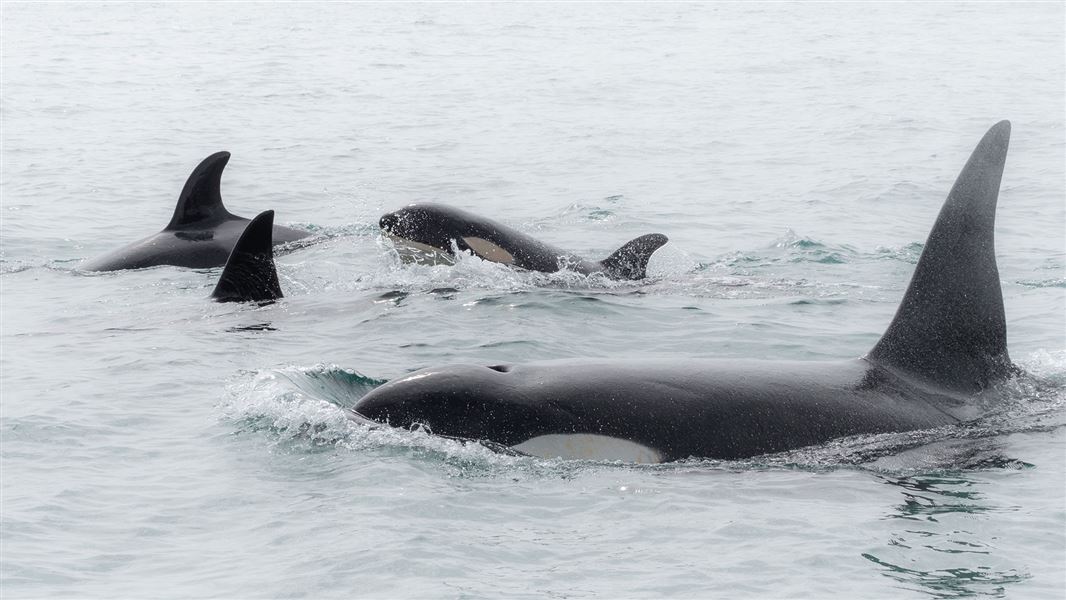 Orca pod in ocean.