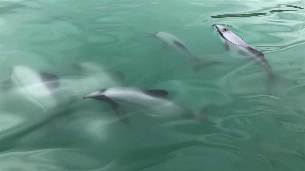 Maui dolphins. 