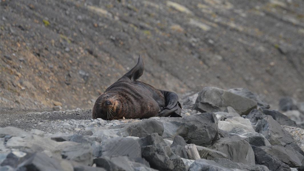 A far away zoomed in photo of a kekeno on it's back ontop of some sea shore large grey rocks.