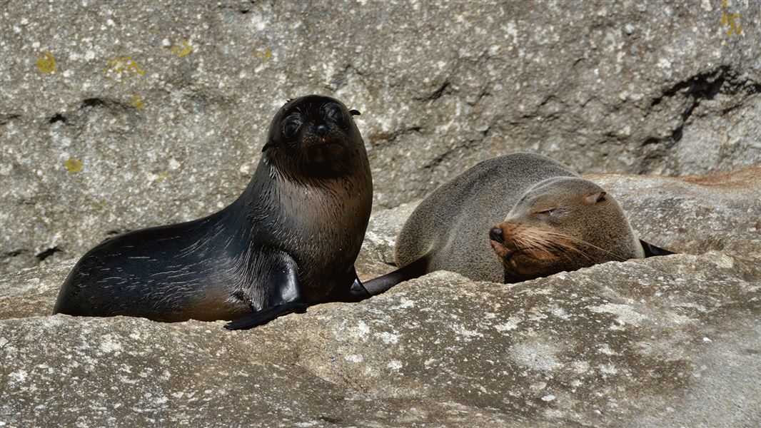 Two fur seals sitting on a rock.