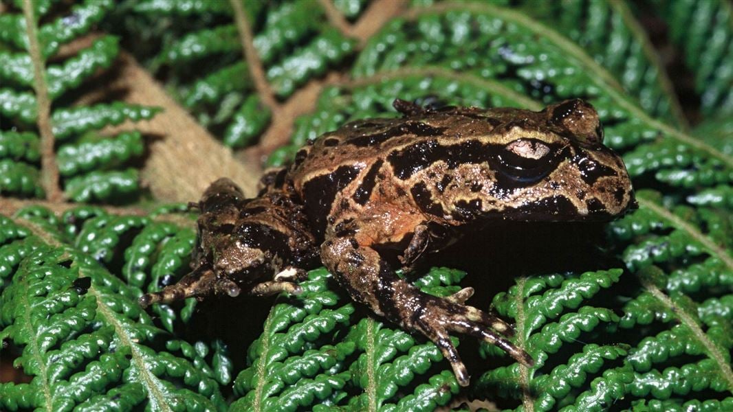 Archey's frog on a fern leaf.