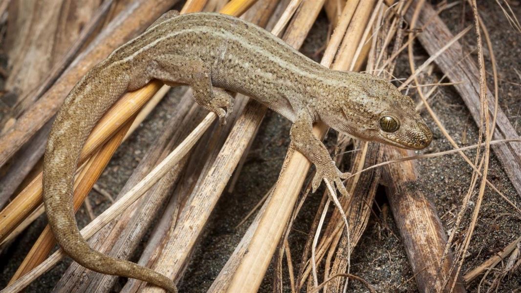 A close up of a sandy coloured gecko on top of dried vegetation.