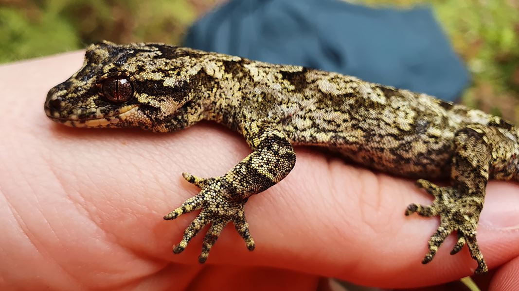 A close up of a brown gecko with an intricate black pattern across it's back on someone's hand. 