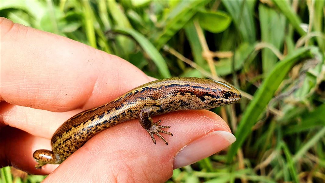 A orangey brown lizard that is very small held between the tips of someone's hand