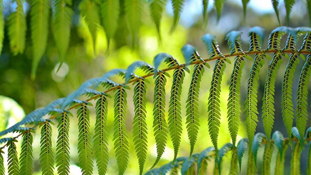 A close up of a fern with its leaves splayed as sun shines through from behind.