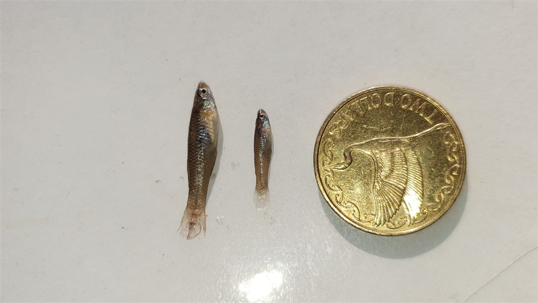 Gambusia fish size example.