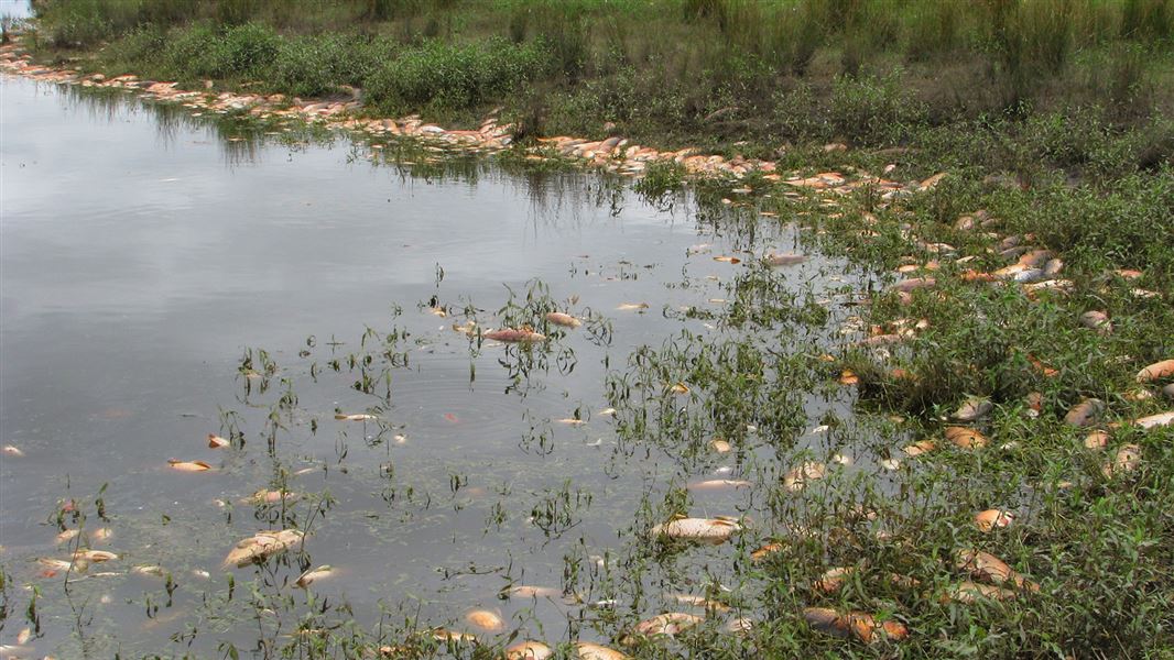 Dead koi fish floating by river bank.